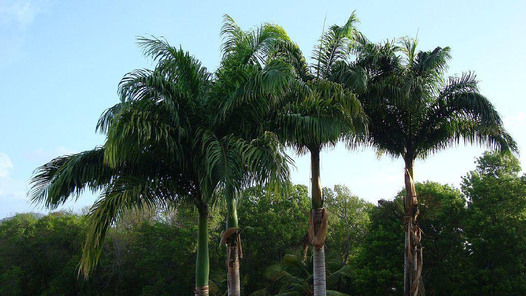 Palm'Studio Anse De Caritan Sainte-Anne Exteriér fotografie